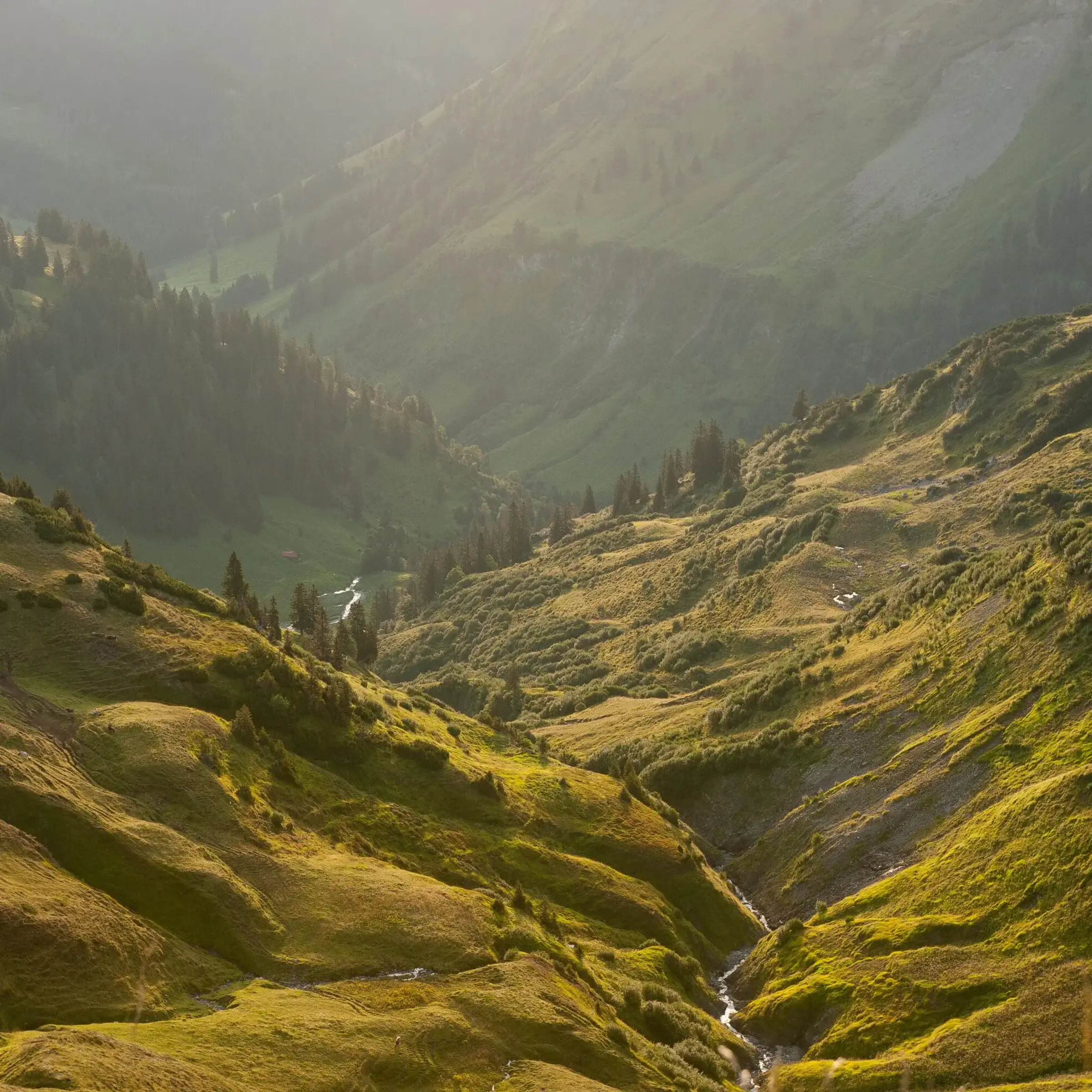 Bergpanorama Grüne Wiesen am Zeigergipfel | AlpenLodge Allgäu