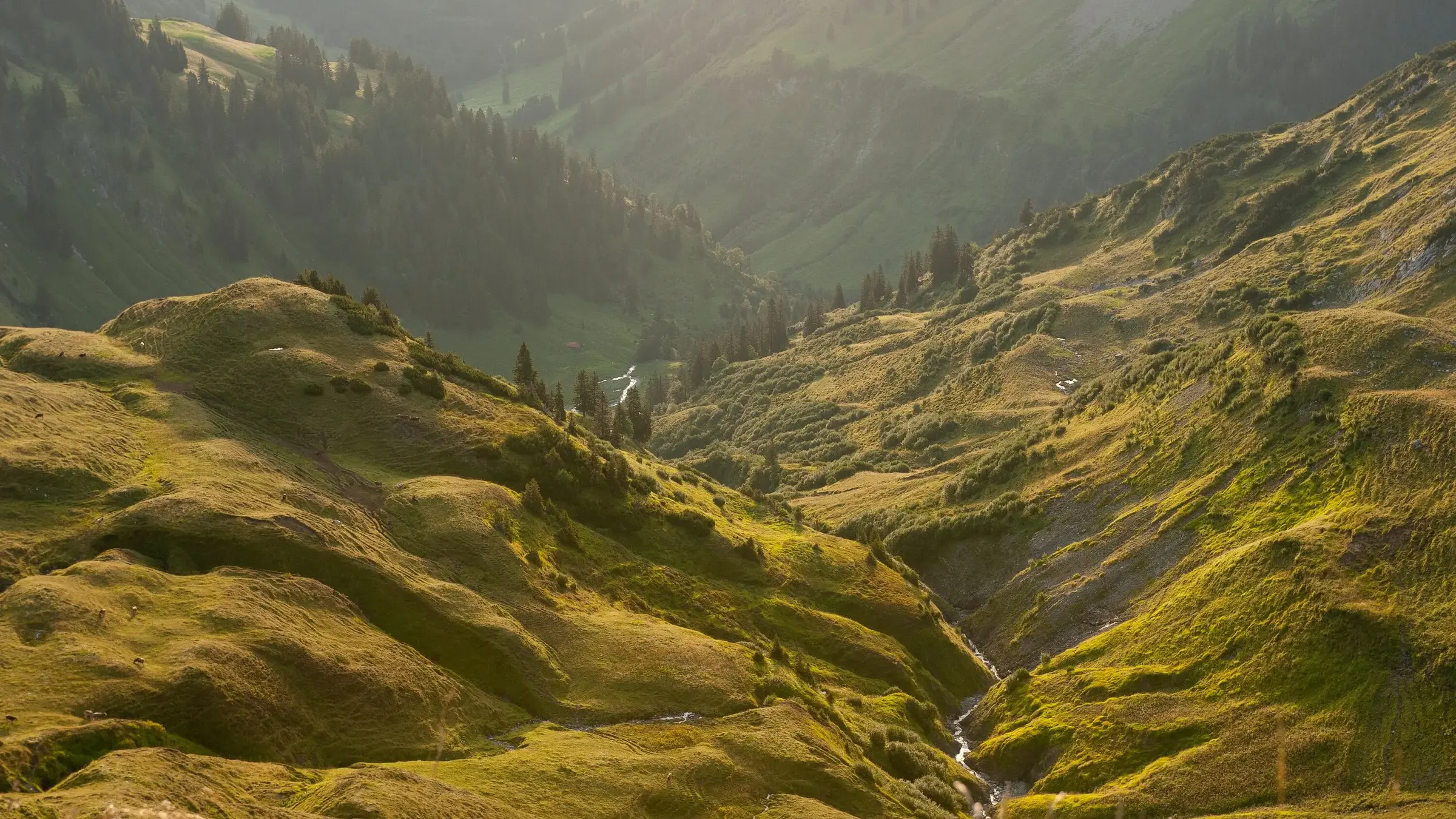 Bergpanorama Grüne Wiesen am Zeigergipfel | AlpenLodge Allgäu